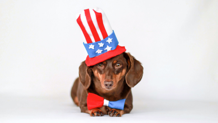 7 Safety Tips for a Pet-Friendly July Fourth
