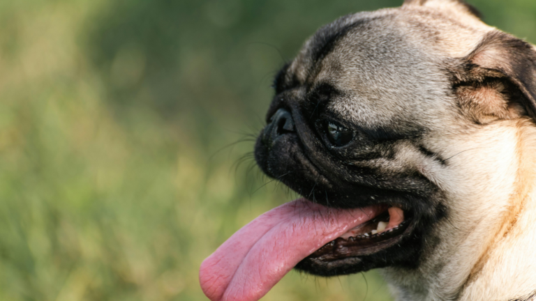 7 Summer Heat Safety Mistakes Pet Owners Can Prevent
