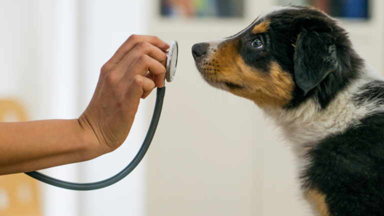 What is Veterinary Urgent Care, and When Can it Help My Pet?