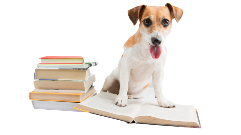 Back-to-School Concerns for Pets