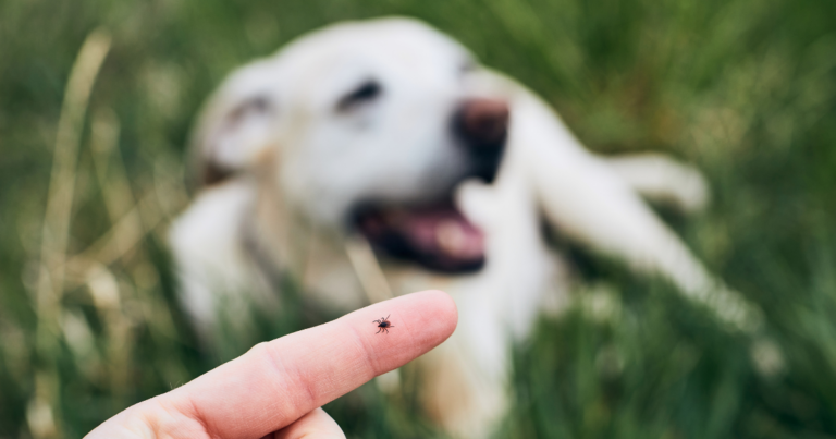 Tiny Bite, Big Risk: Understanding Tick-Borne Diseases in Pets