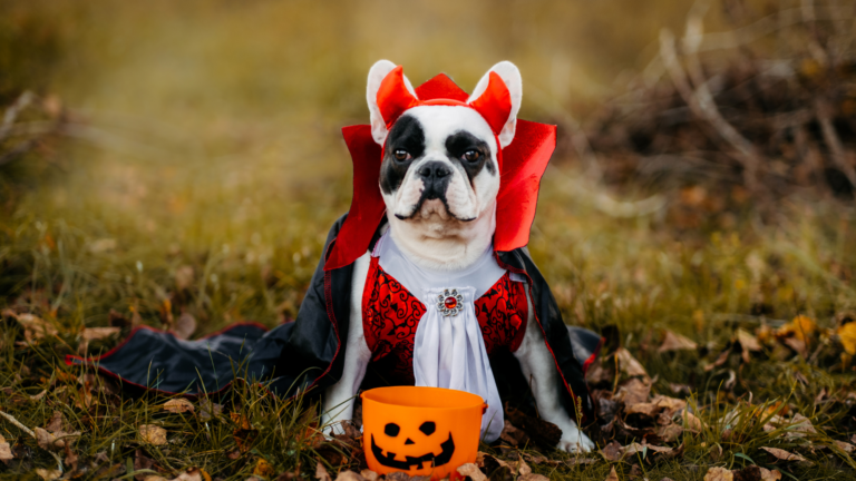 How to Have a Frightfully Fun and Safe Halloween with Your Pet